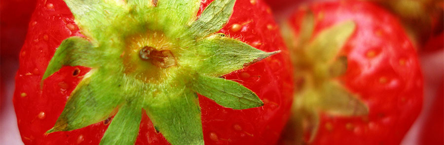 Rijnland aardbeienkwekerij - Recepten met aardbeien